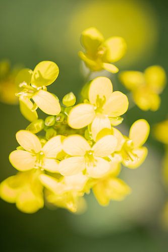 Rapeseed in bloom