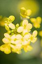 Rapeseed in bloom by Rene van Heerdt thumbnail