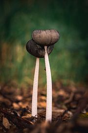 Zwei Tintenfische namens Hasenpfote von Jolanda Aalbers