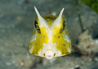 Thornback cowfish