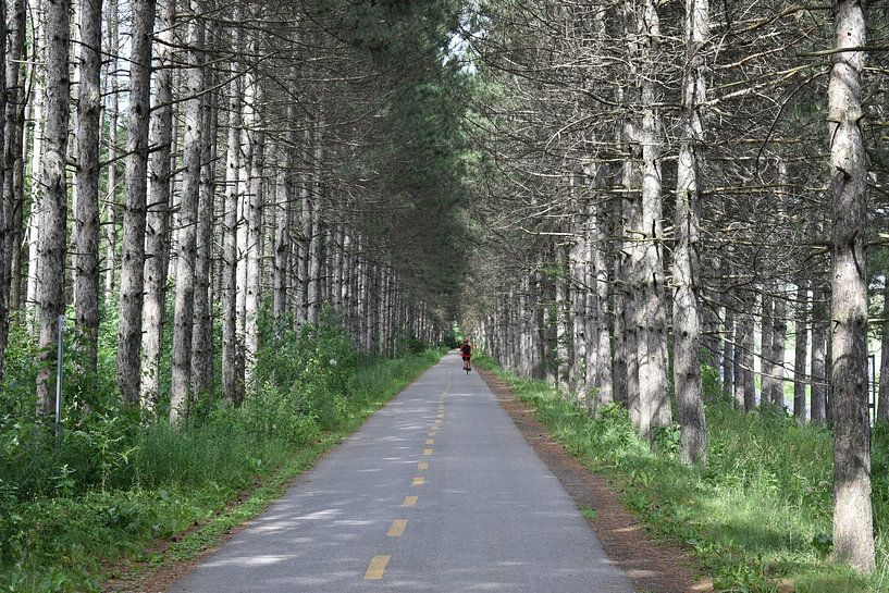 The cycle path in summer by Claude Laprise