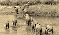 Elephant Family