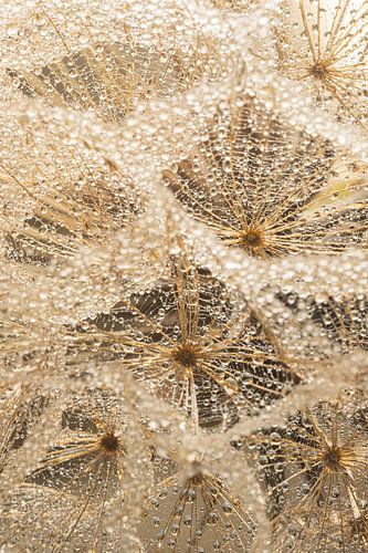 Natuurlijke close-up: Druppels hangen aan de pluisjes van Marjolijn van den Berg