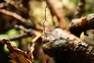 Close up - waterdruppels op boomwortel van ViLa