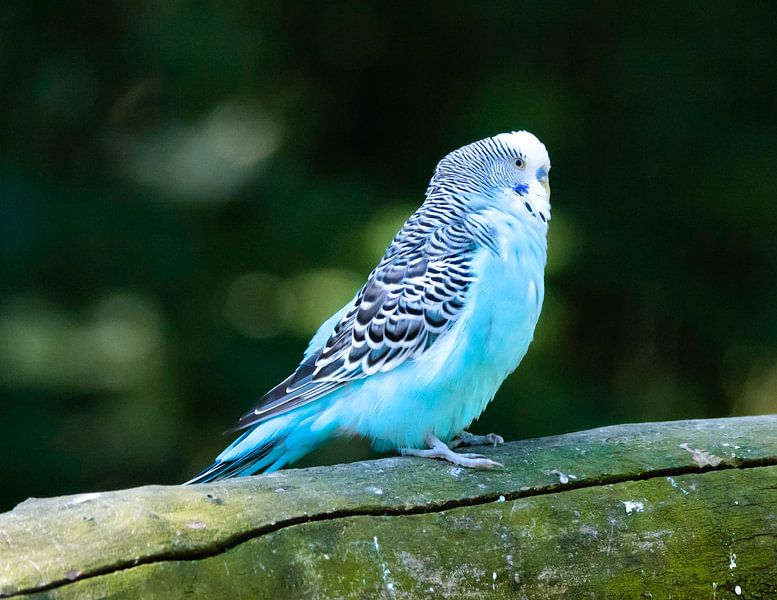 _DSC4587 par Bart Verdijk