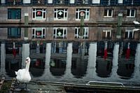 Swan, Hamburg