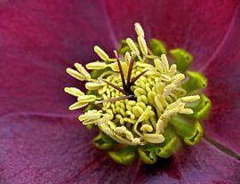 Helleborus von Caroline Lichthart