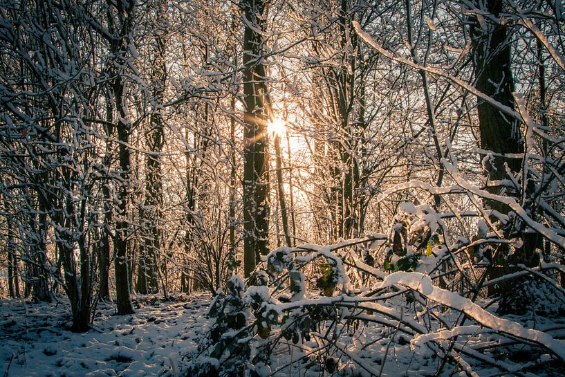 Soleil d'hiver par Stefan Verheij