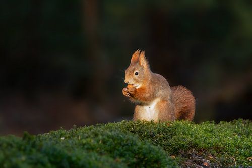 Squirrel in the morning sunlight by Tanja van Beuningen