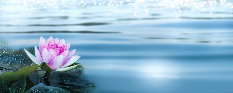 water lily pink by Dörte Bannasch