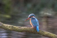 De blauwe flits, de ijsvogel, kijkt naar de stekelbaarsjes die onder hem zwemmen