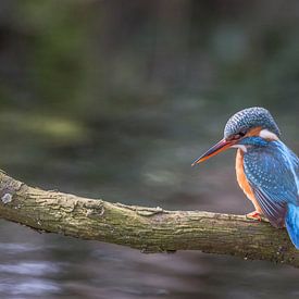 Der blaue Blitz, der Eisvogel, schaut auf den unter ihm schwimmenden Stichling von Eric Wander