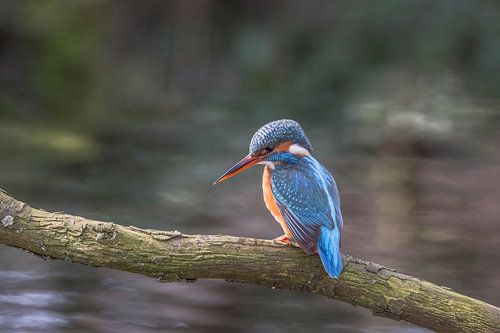 L'éclair bleu, le martin-pêcheur, regarde l'épinoche qui nage sous lui