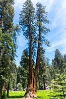 The giants of Sequoia National Park in America