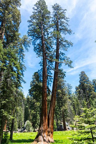 The giants of Sequoia National Park in America