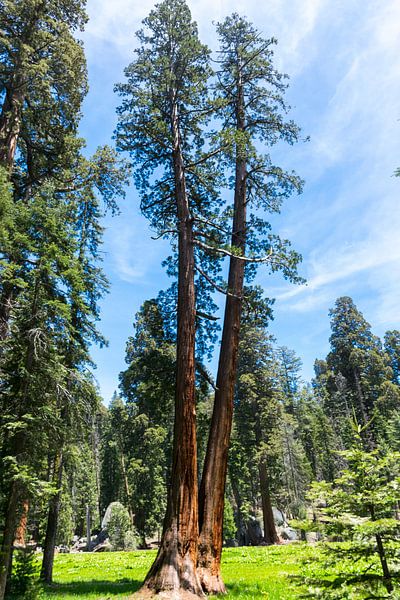 De reuzen van Sequoia Nationaal Park in Amerika van Linda Schouw