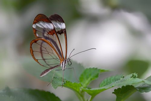 Glasvleugel vlinder - Glasswing butterfly