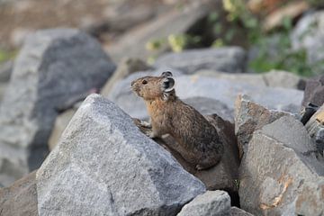 Pika Glacier National Park  Montana USA von Frank Fichtmüller