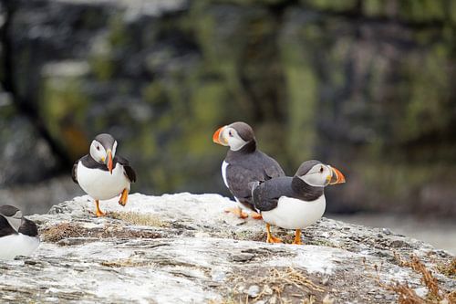 Papegaaiduikers op het eiland Skellig Michael in Ierland