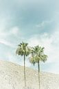 Palmbomen in de woestijn | Vintage van Melanie Viola thumbnail