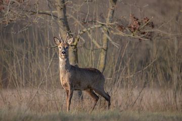 Gesnapt! van Karin van Rooijen Fotografie