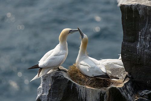 A pair of Gannets