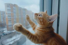 cat looks through window