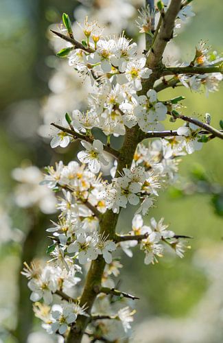 fleurs de prunellier