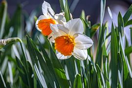 The shining soul of the meadow by Photoart-Naegele