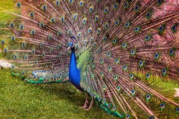 Pfau von Rob Boon