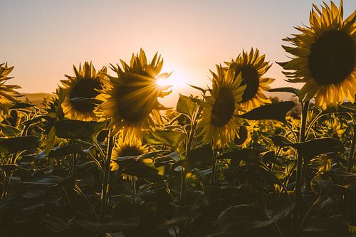 Zonnebloemen