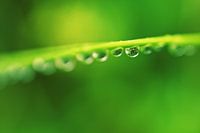 Waterdruppel