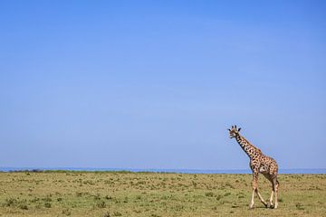 Girafe dans la vaste savane sur Simone Janssen