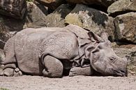 Indisches Nashorn : Blijdorp Zoo von Loek Lobel Miniaturansicht