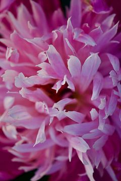 Roze Pioenroos van Dagmar van Suchtelen van de Haare