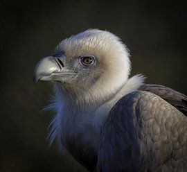 Vale Gier sur Ingrid Ronde