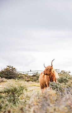 Aussichtspunkt mit schottischem Highlander von Karin Bakker