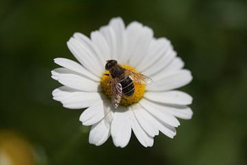 Honeybee 2 van Roque Klop