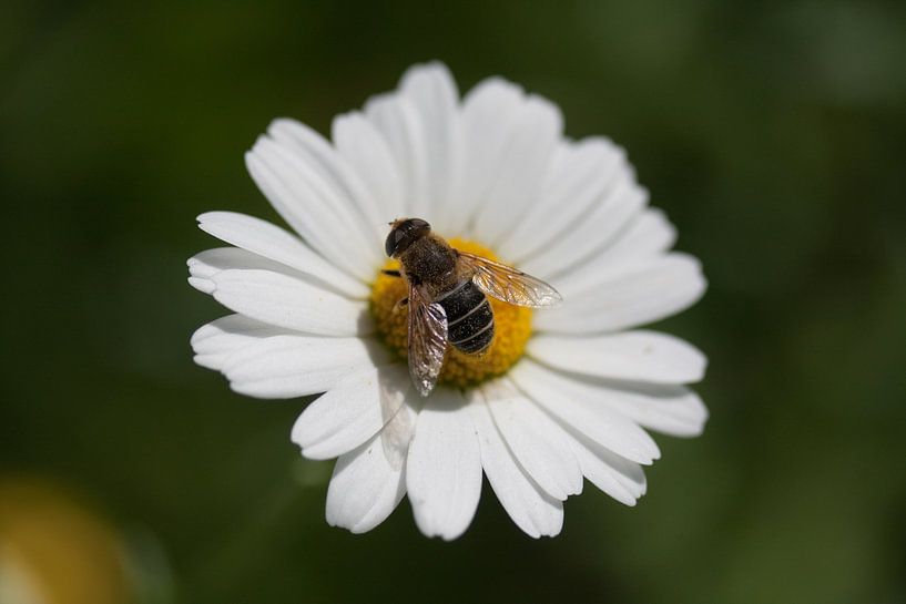 Honeybee 2 von Roque Klop