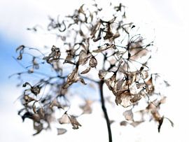 Fragile and still flourishing