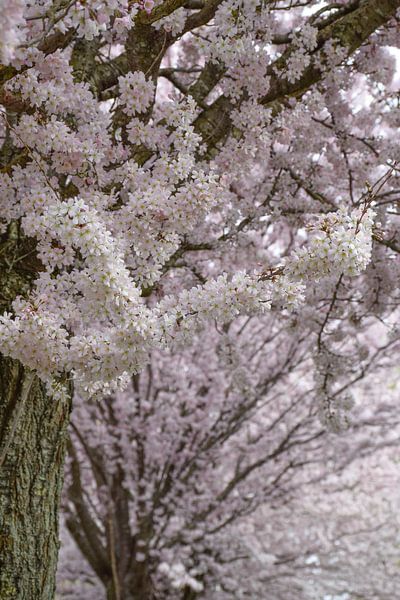 First Day of Spring by Ingrid de Vos - Boom