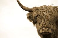 Kop Schotse hooglander sepia van Sascha van Dam thumbnail