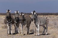 Zebra's - Etosha National Park van Eddy Kuipers thumbnail