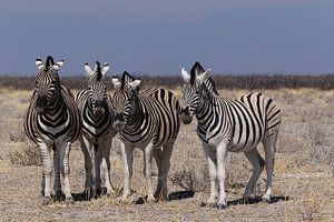 Zebras - Etosha National Park von Eddy Kuipers