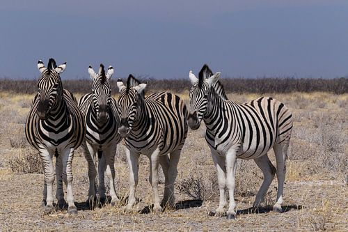 Zebra's - Etosha National Park