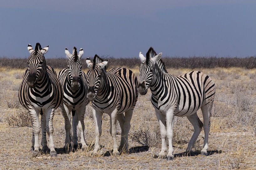 Zebra's - Etosha National Park van Eddy Kuipers