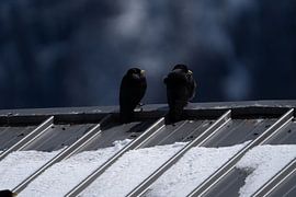 France - Chamonix - Mountain Birds - Snowy mountains around Ch by Catch Chris