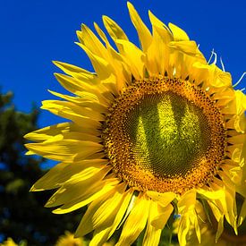 Sommer-Sonnenblume von Stefania van Lieshout