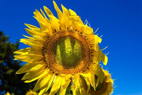 Sommer-Sonnenblume