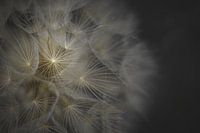 Meadow goatsbeard